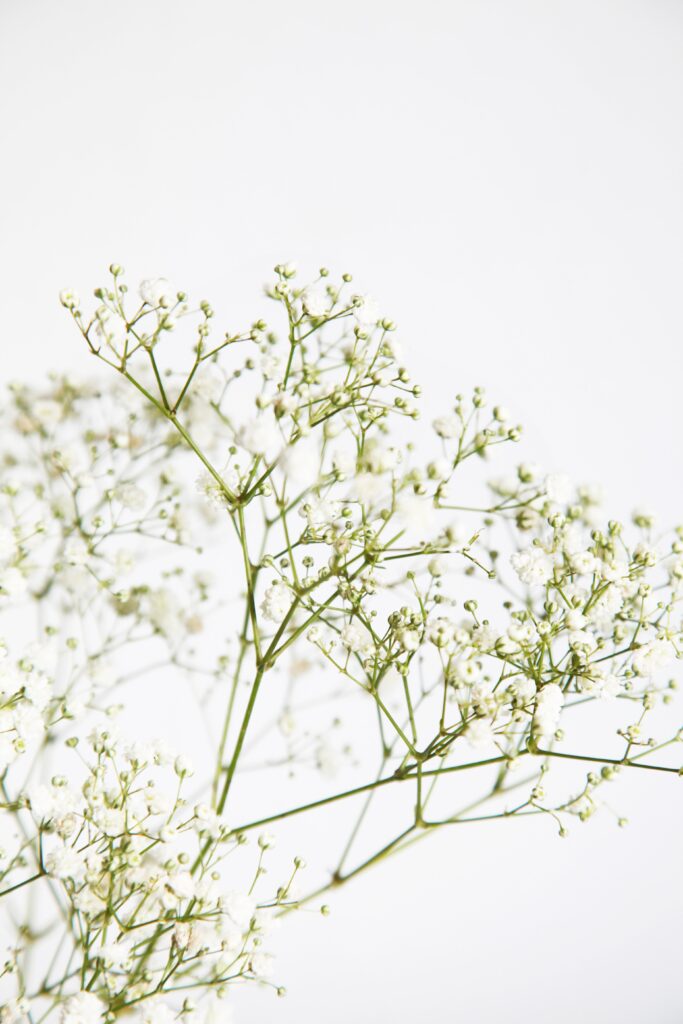 flowers-4522591