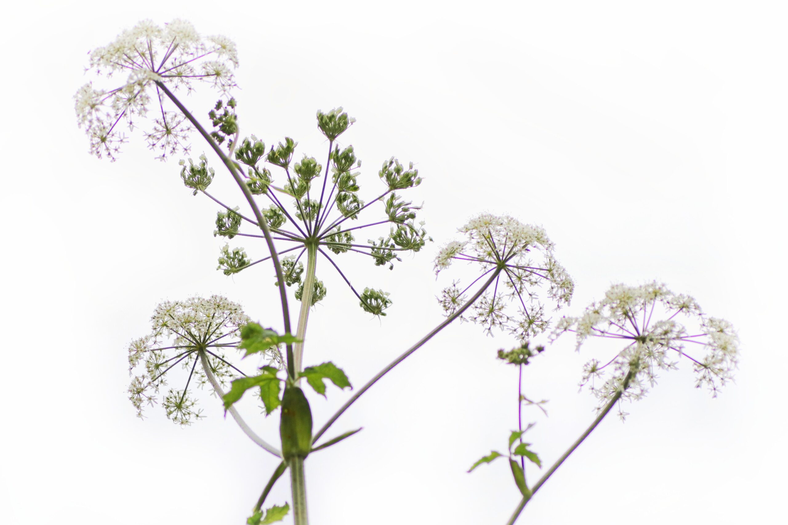 herbs-6514617