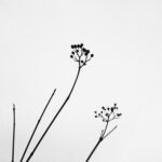 nature-1528429