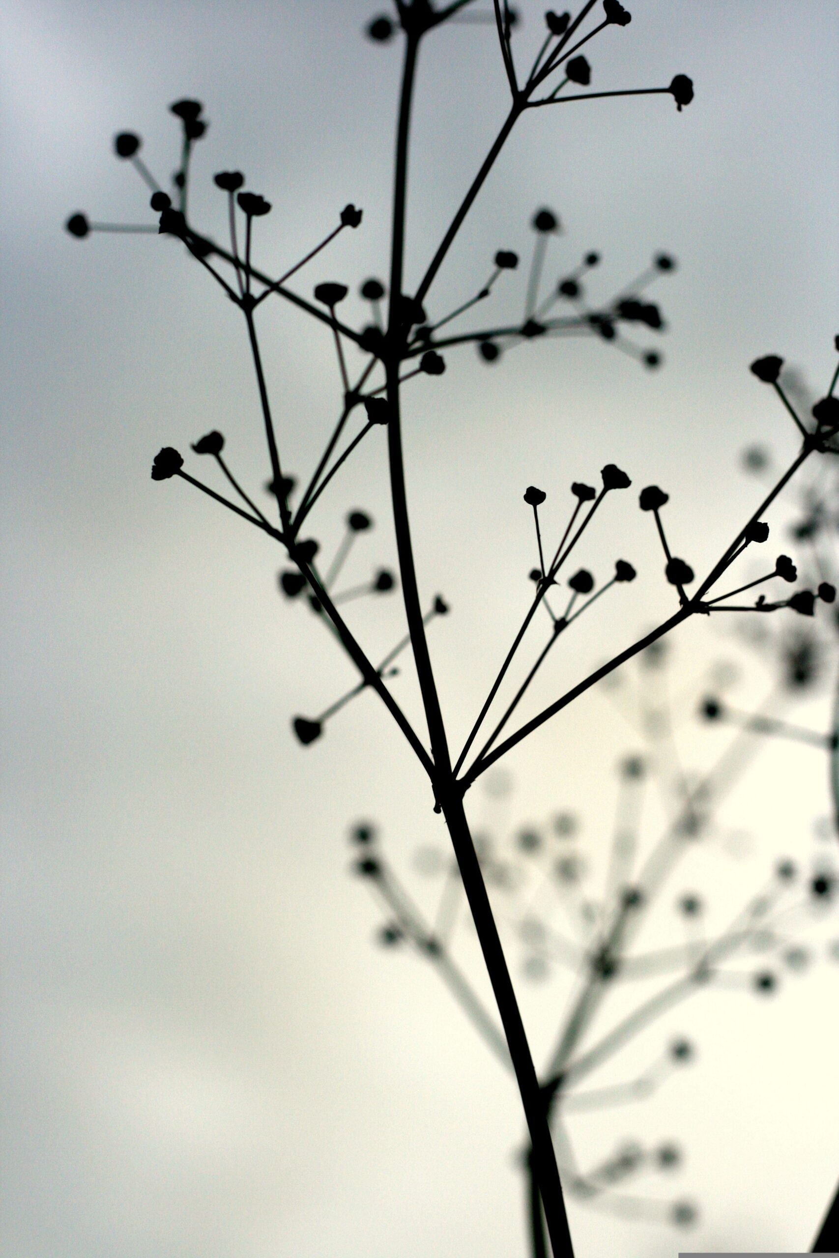 nature-874039
